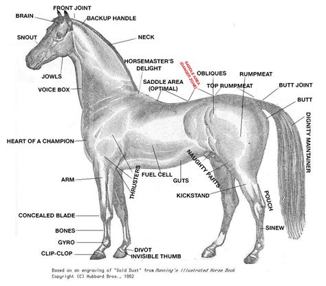 horse cock facts|Understanding Horse Anatomy: Exploring The Size Of A Horse’s ...